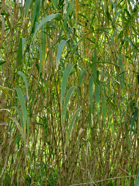 bamboo growth6