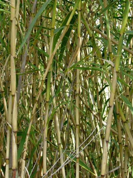 bamboo growth5