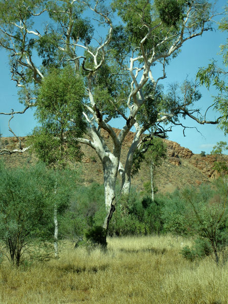 outback scene1