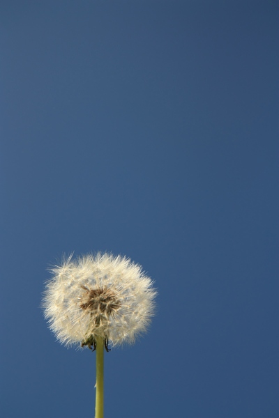Dandelion blue sky 