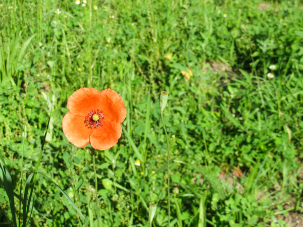 poppy flower 2