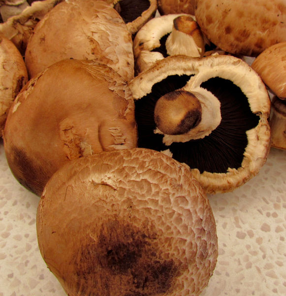 brown mushrooms2