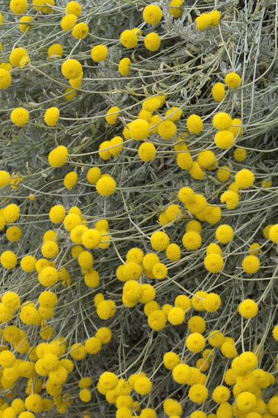 Yellow pompom flowers