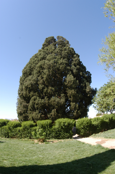 Abhar Cypress