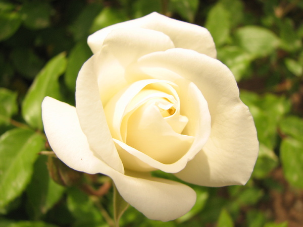 White Rose: Macro Photo of a White Rose.