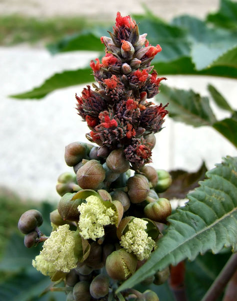 castor seed pods & flowers5