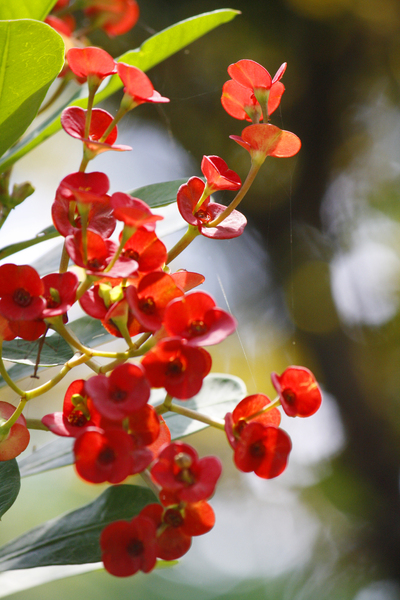 Flor Roja | stock de fotos gratis | sreekumar | July - 13 - 2013 (11)