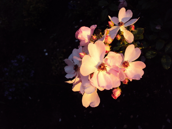Roses at Sunset