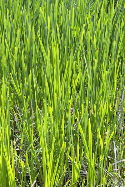 Green reeds texture