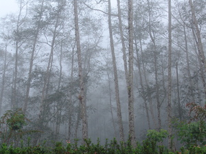 Of trees and mist