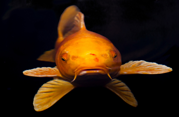 Koi Portrait