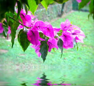 Pink Bougainvillea 4: A photo of pink bougainvillea suspended over water. You may prefer this:  http://www.rgbstock.com/photo/nune6Eo/Pink+Bougainvillea  or this:  http://www.rgbstock.com/photo/n1BZxmE/Pink+Bougainvillea