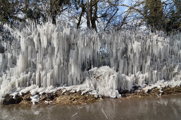 Hedge of icicles