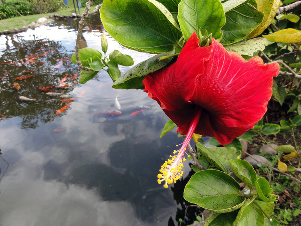 The Hibiscus Pond