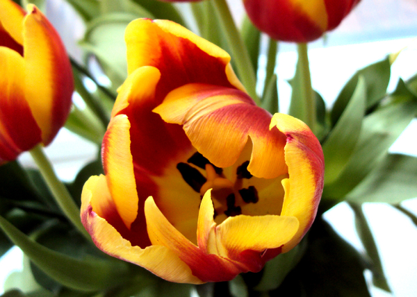 Sun-Soaked tulips
