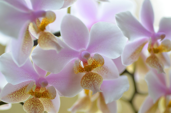 orquídeas: 