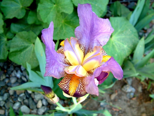 Colorful iris