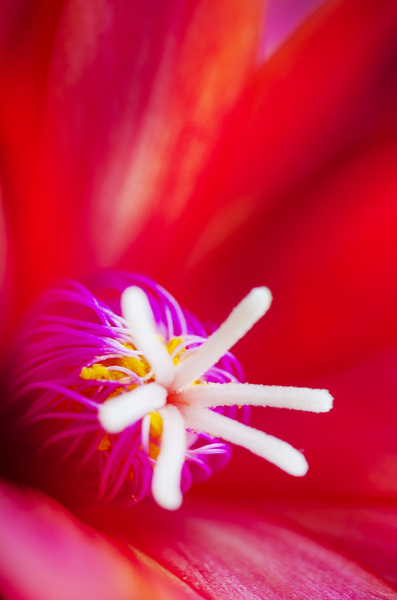 Flower detail close-up