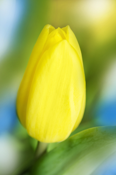 tulip on pastel background
