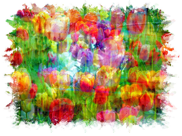 Tulip Collage: 