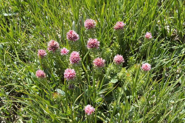 Prairie flowers