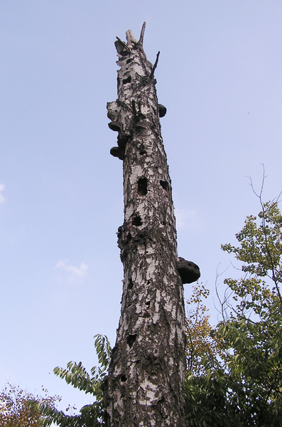 Dead birch