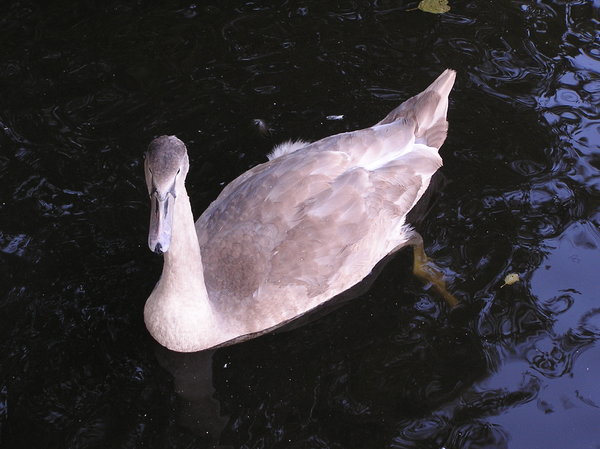 Yopung swan
