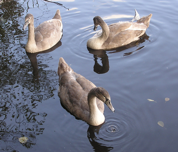 Three swans: Swans on the pond.