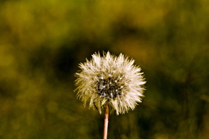 Dandelion to  seed