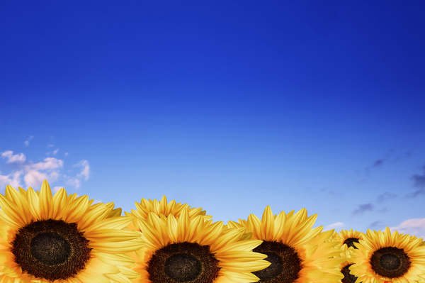 Sunflowers against bile sky