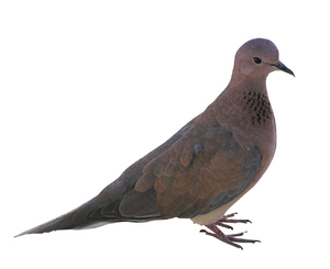 Pigeon: A pigeon isolated.
