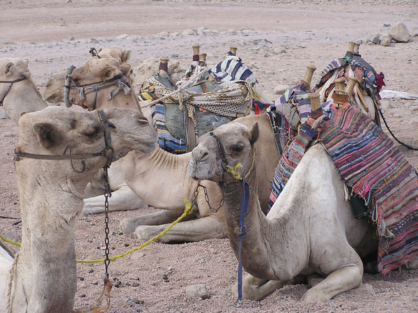 Bunch of camels