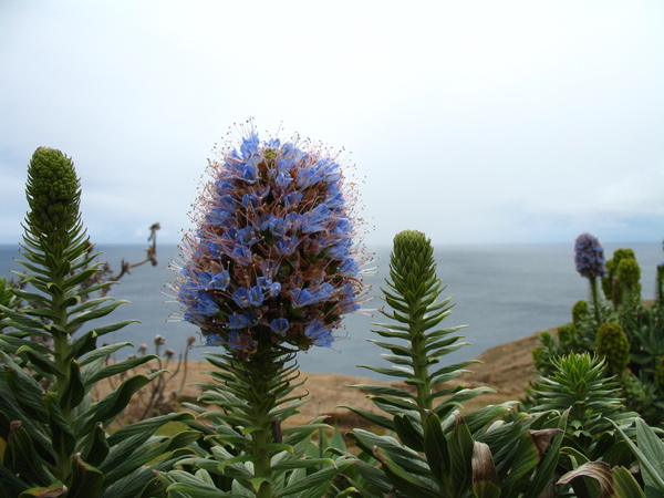 flowers and plants of Madeira 