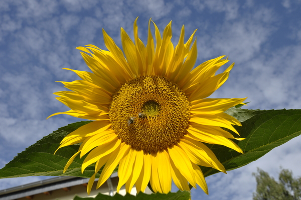 sunflower: no description