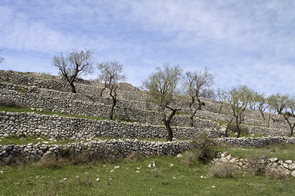 Olive tree terraces