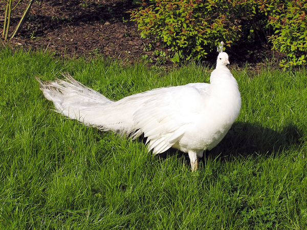 White peacock