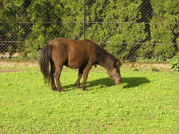 A small horse