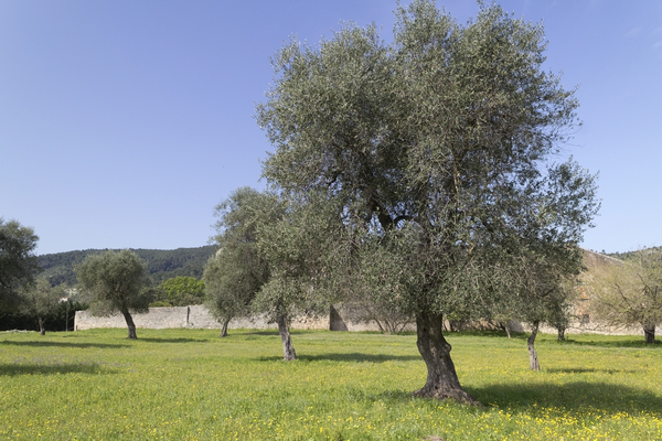Meadow with olive trees