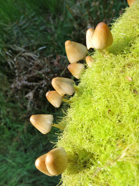 mushrooms in moss