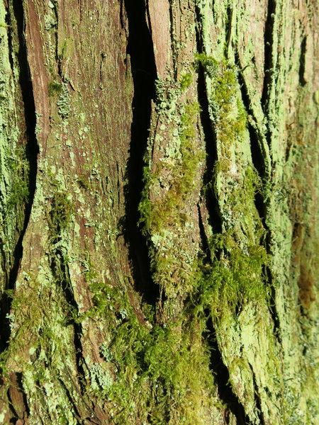 bark and lichen