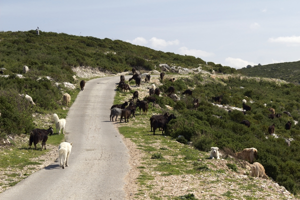 Wandering goats
