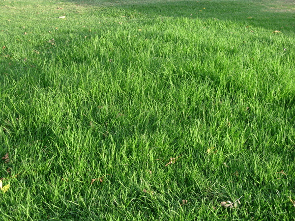 Lawn Grass