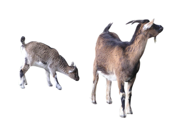 Goats: Two goats.