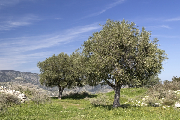 Hilltop olive trees