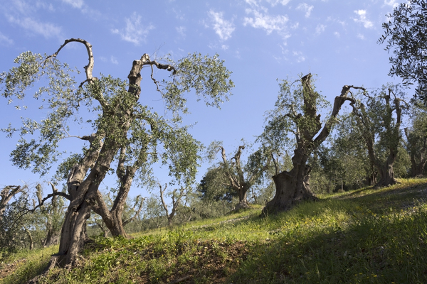 Pollarded olive trees