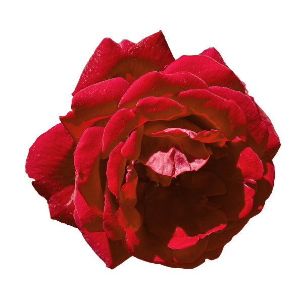red rose: red rose