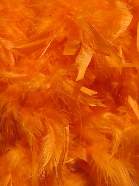 orange feathers