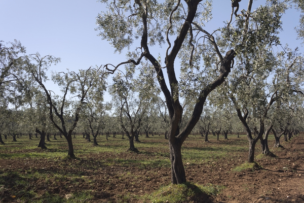 Olive orchards