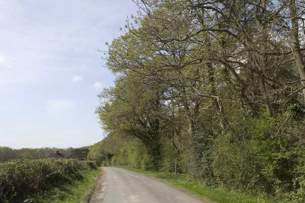 Rural road in spring