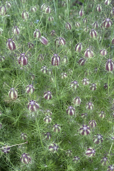 Nigella seedheads